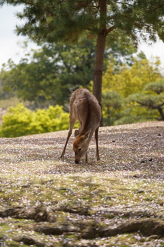 奈良公園の鹿さんは桜好き