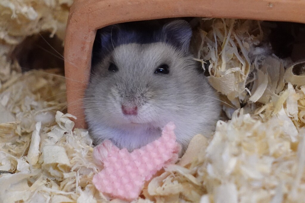 ウエハースはうまいっす
