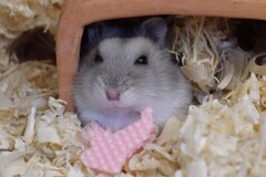 ウエハースはうまいっす