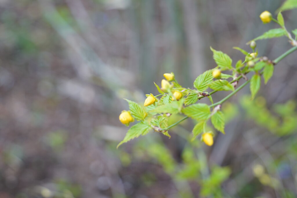 何の花だろう？？