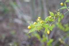 何の花だろう？？
