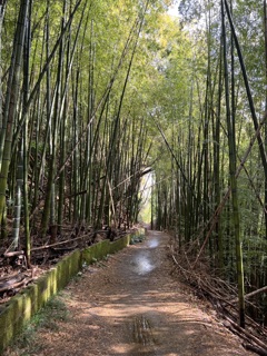 竹林