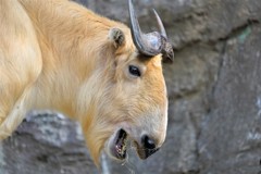 ゴールデンターキー　動物の瞳AFが効いた
