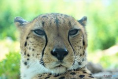 水前寺清子でではないよ！