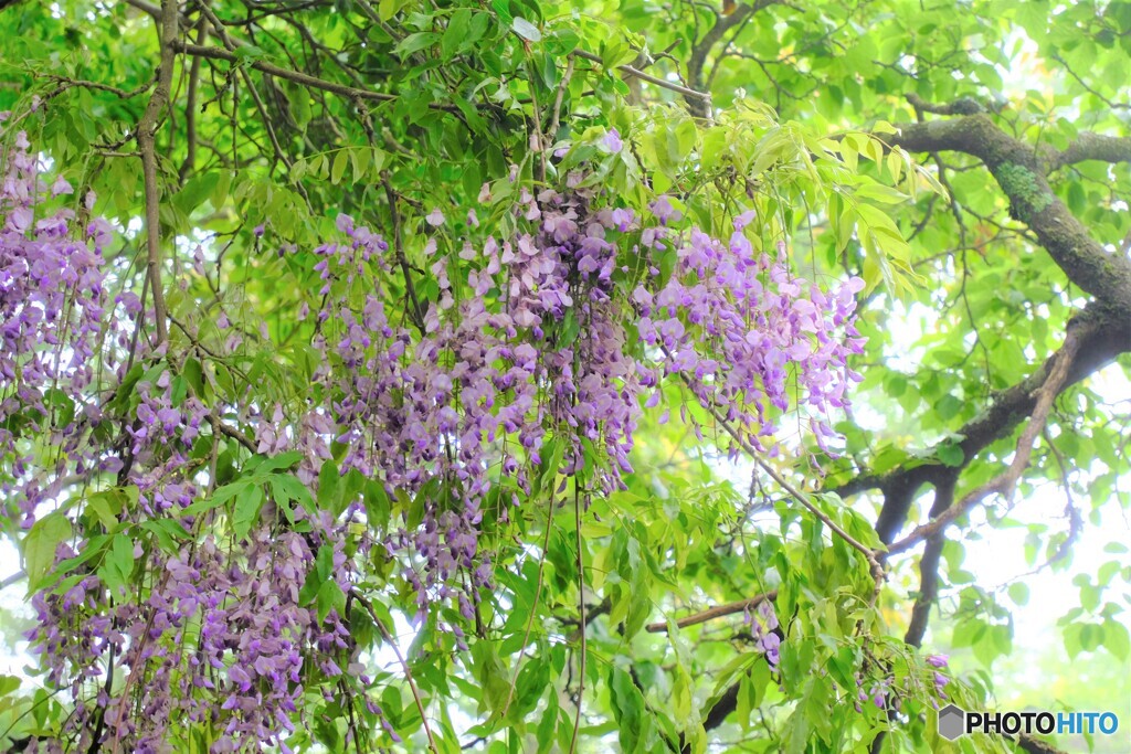 野生のフジ　大山にて