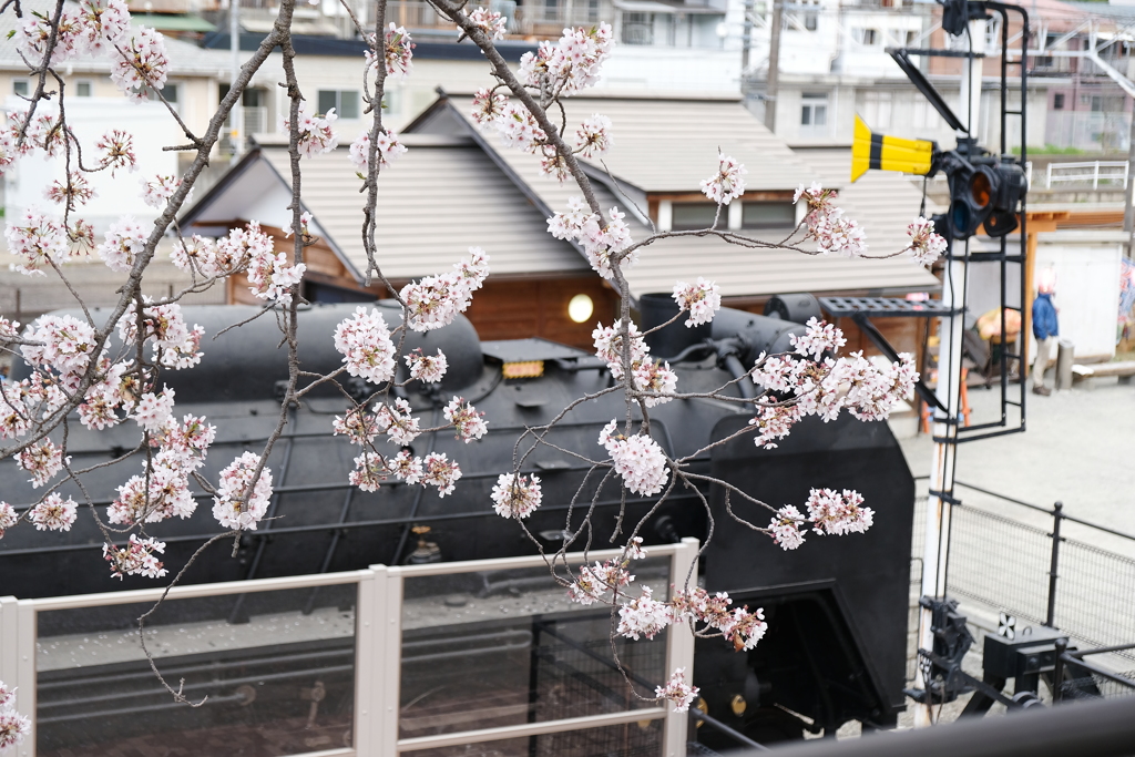 桜祭り