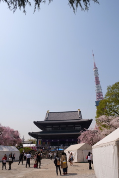 増上寺の桜と東京タワー