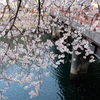 大岡川の桜