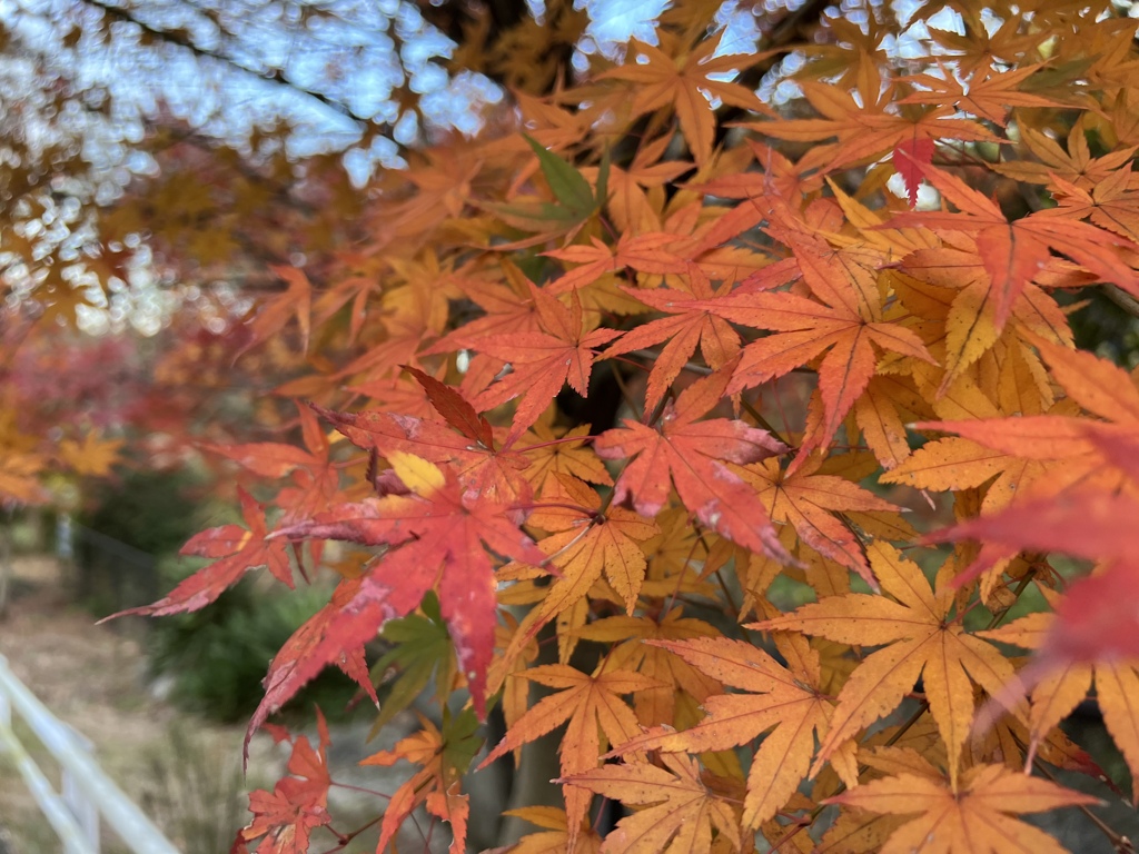 紅葉