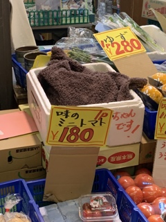 猫店長は外出中