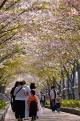 桜のトンネル