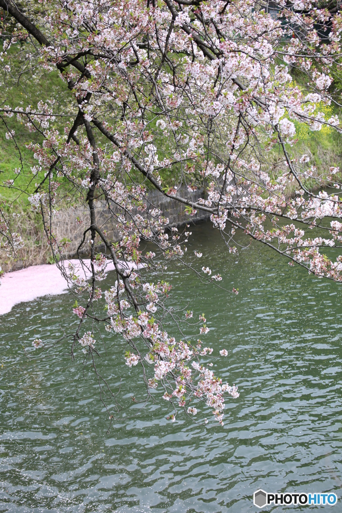 千鳥ヶ淵　さくら