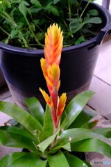 花が咲きそうだ・・