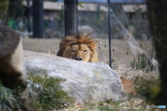 ライオン　