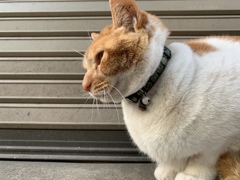 今日もお見送りネコに遭遇！ 「花粉症で目がかゆいにゃ〜、クシャミもすごいニャンク