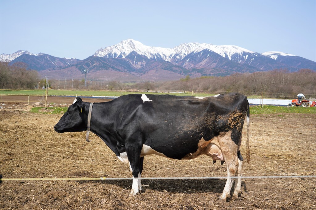 牛と山が同じ長さ