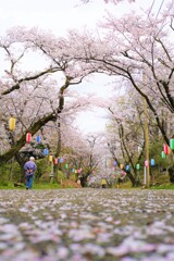 桜道