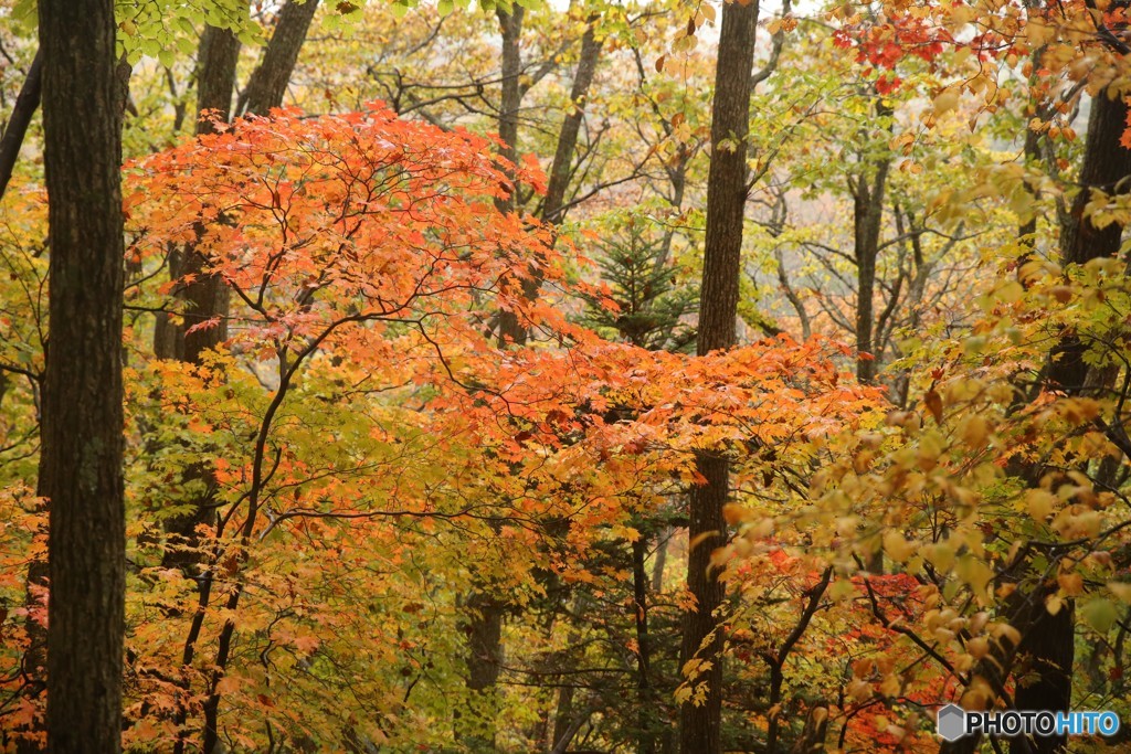 奥日光　紅葉狩り