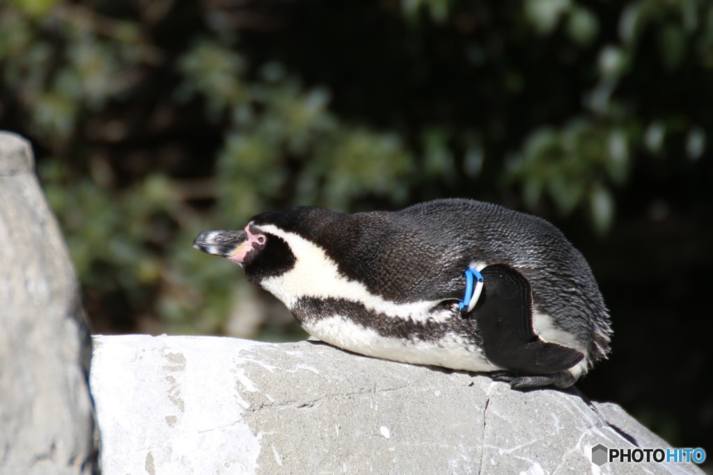 ペンギン　2018