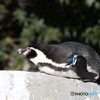 ペンギン　2018