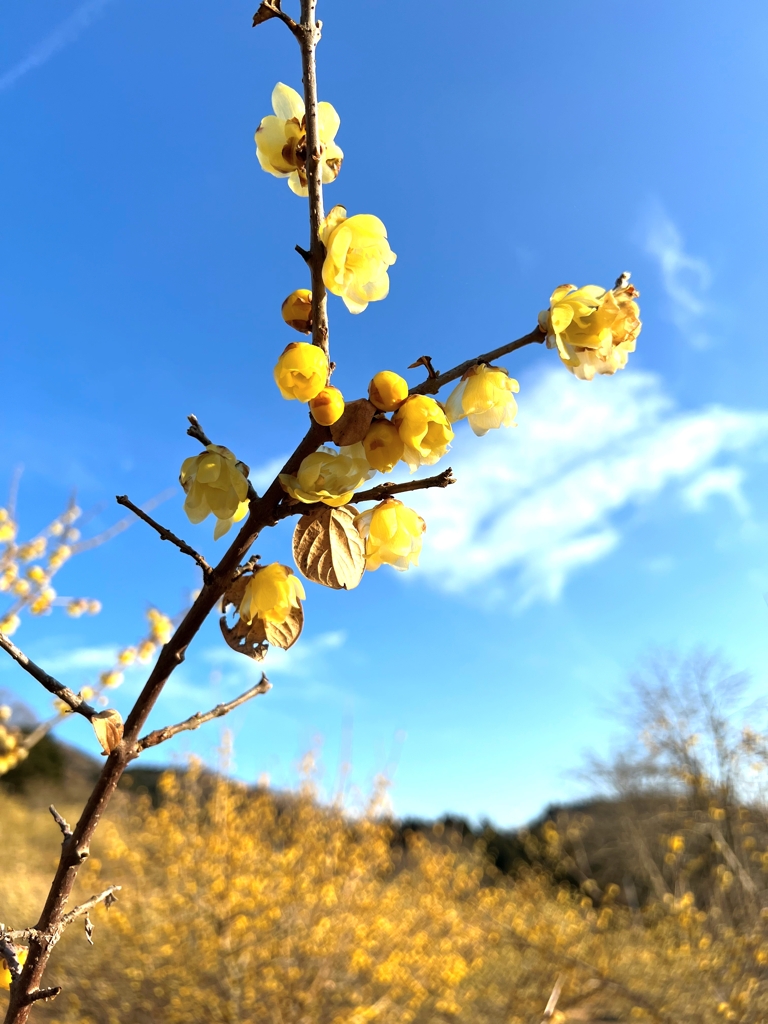 蝋梅