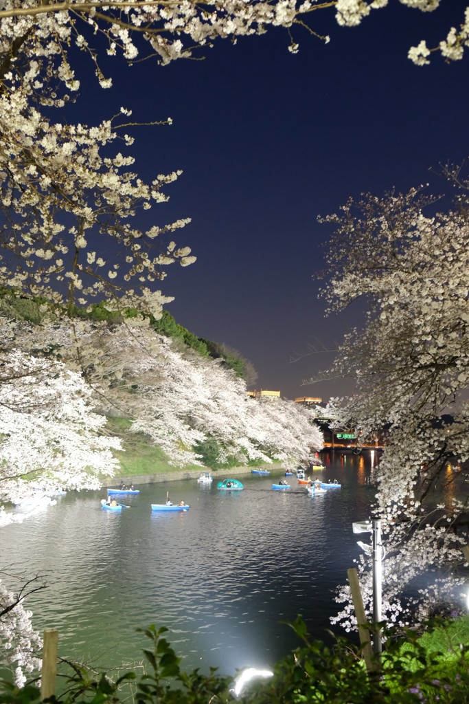 千鳥ヶ淵の散歩