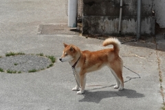 柴ですけどなにか