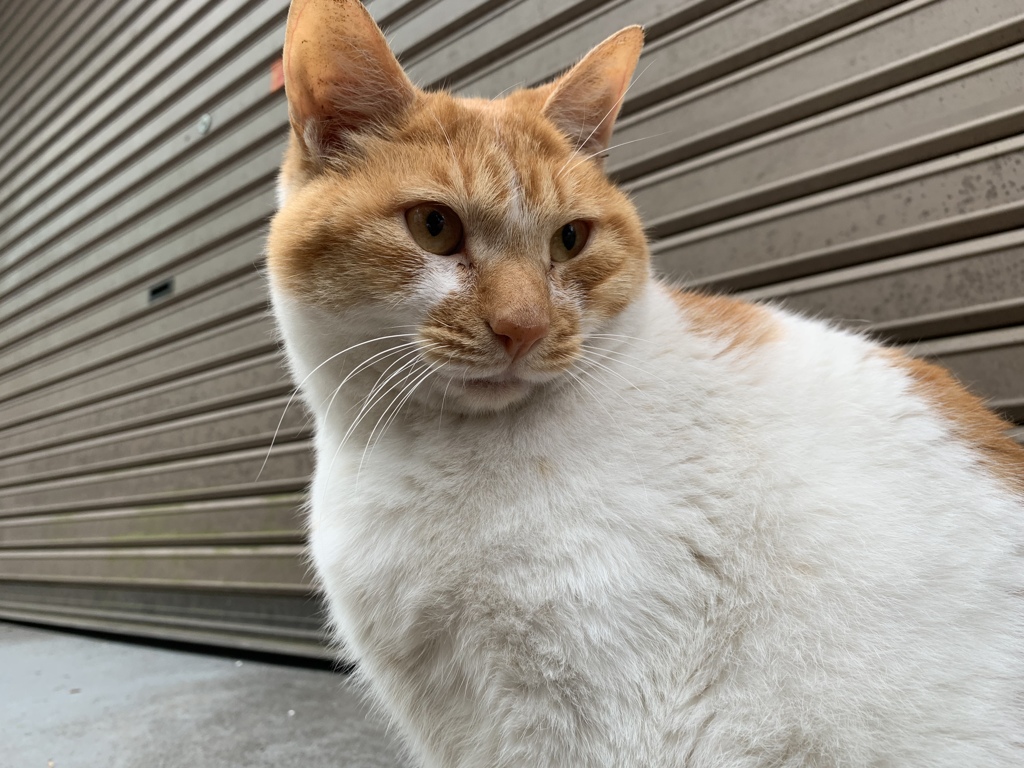 今日もニャンコ先生にご教授いただきました