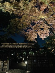 六義園ライトアップ