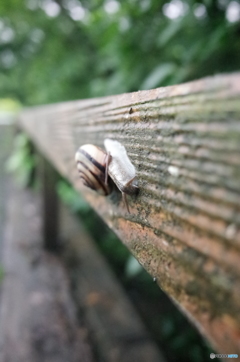 公園　でんでん