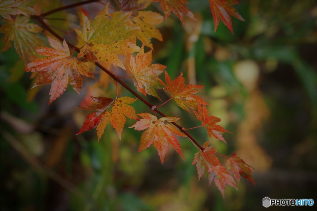 奥日光　紅葉狩り