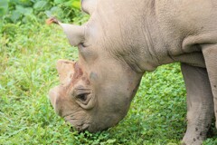 サイですけど、角折ちった
