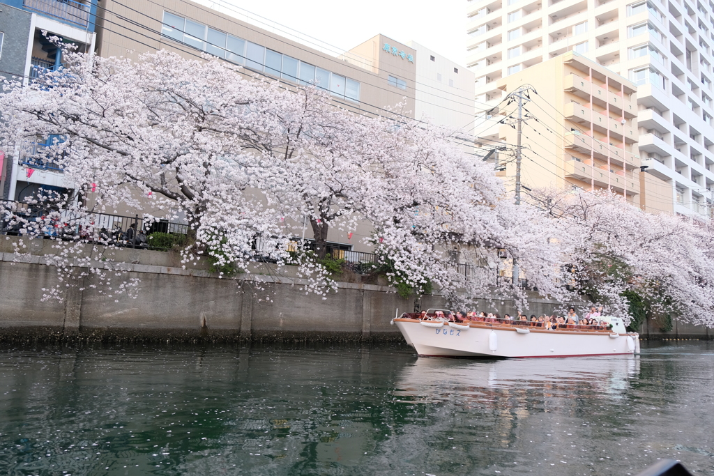 大岡川の桜