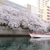 大岡川の桜