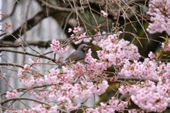 さくら
