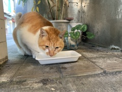 年末は猫の手も借りたいが猫も喉が渇く