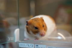 そこまでだよ　ハムちゃん