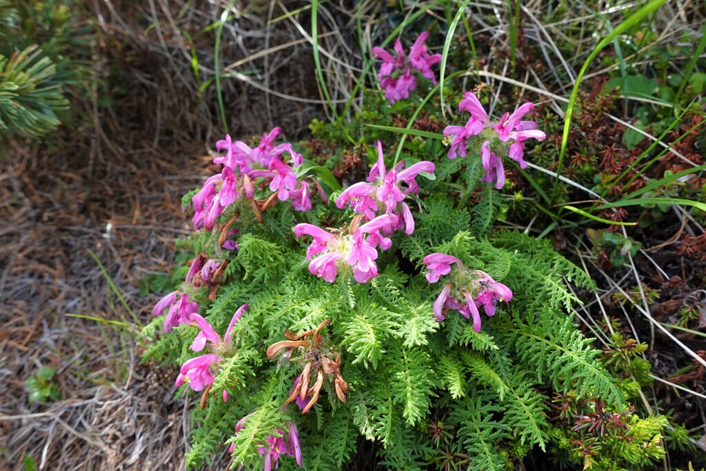 何の花かな？？