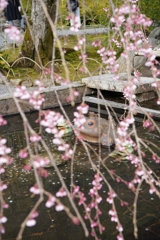 枝垂桜
