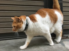 キャットウォーク