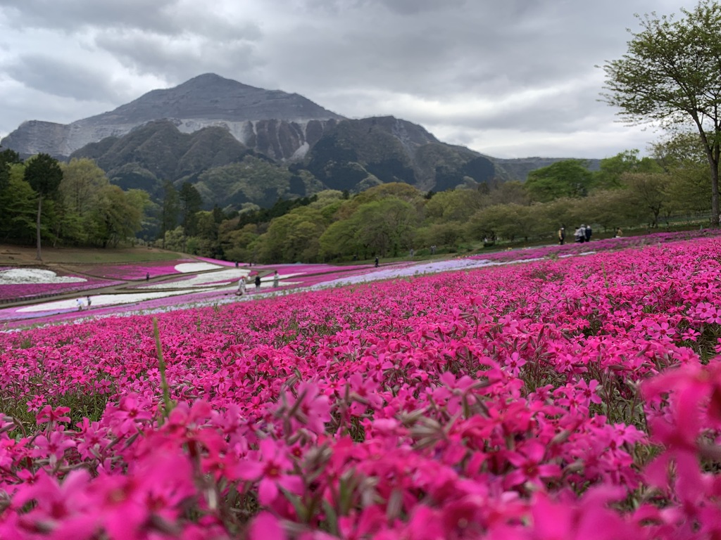 羊山公園はこんな綺麗に咲いてました。