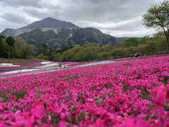 羊山公園はこんな綺麗に咲いてました。