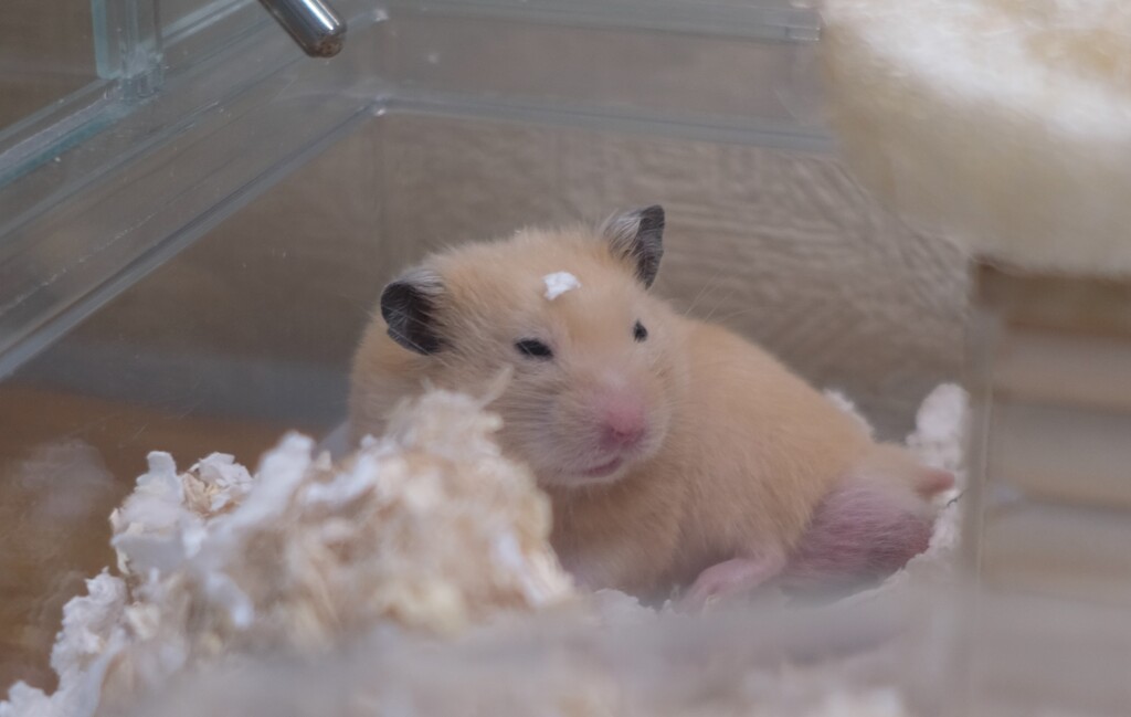 頭に何かついてるぞハムちゃん