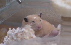 頭に何かついてるぞハムちゃん