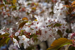 高尾山の桜は今が見ごろ。。　2019-04-20