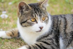 弘法山のにゃんこ
