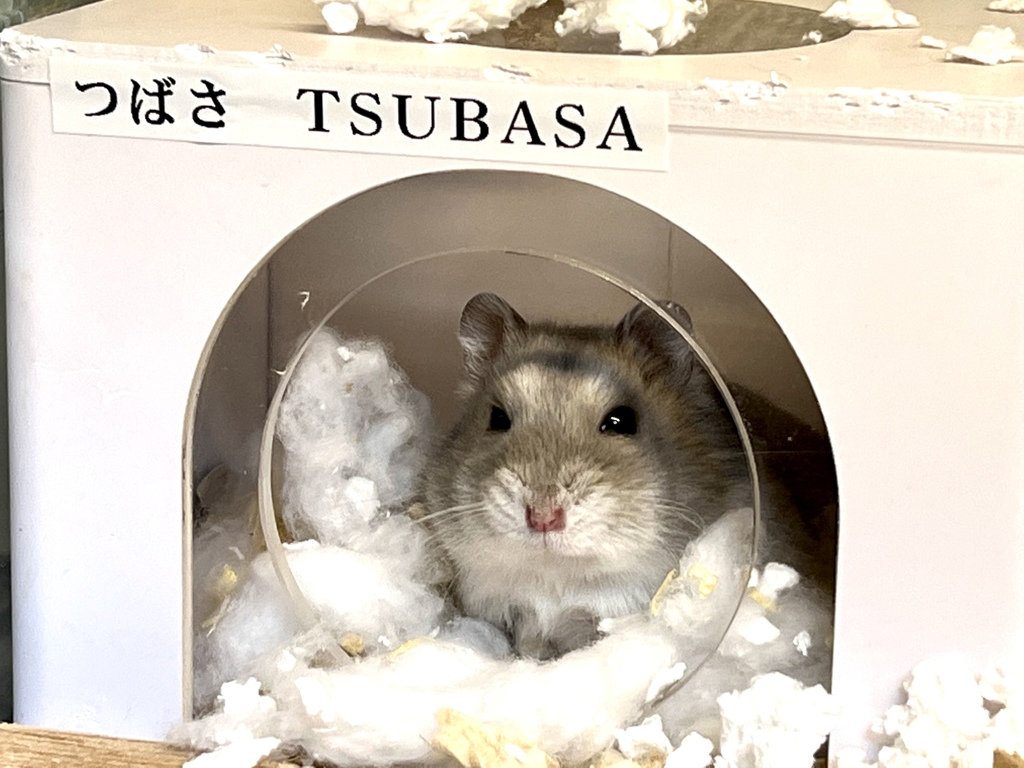 ジャンガリアン