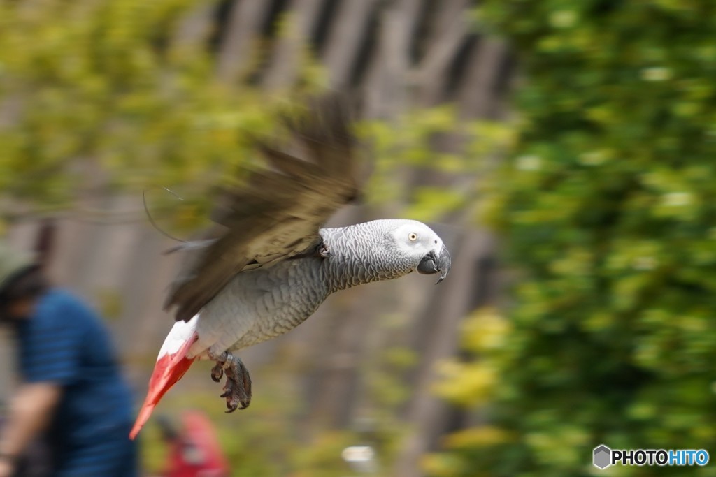 ヨウムの全力疾走