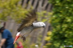 ヨウムの全力疾走