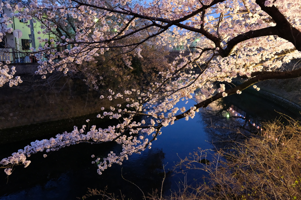 大岡川の桜